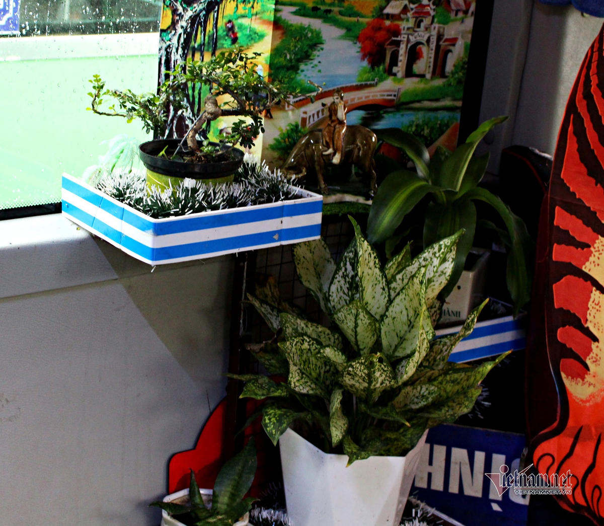 Ngoài thú bông, anh Sang còn đem cây xanh, bonsai lên xe với mục đích lọc không khí, tạo cảnh quan xanh mát cho tài xế, hành khách.