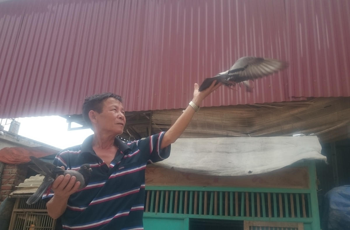 Ông Đoàn với đôi chim bồ câu đã được huấn luyện. Ảnh: Nam Anh.