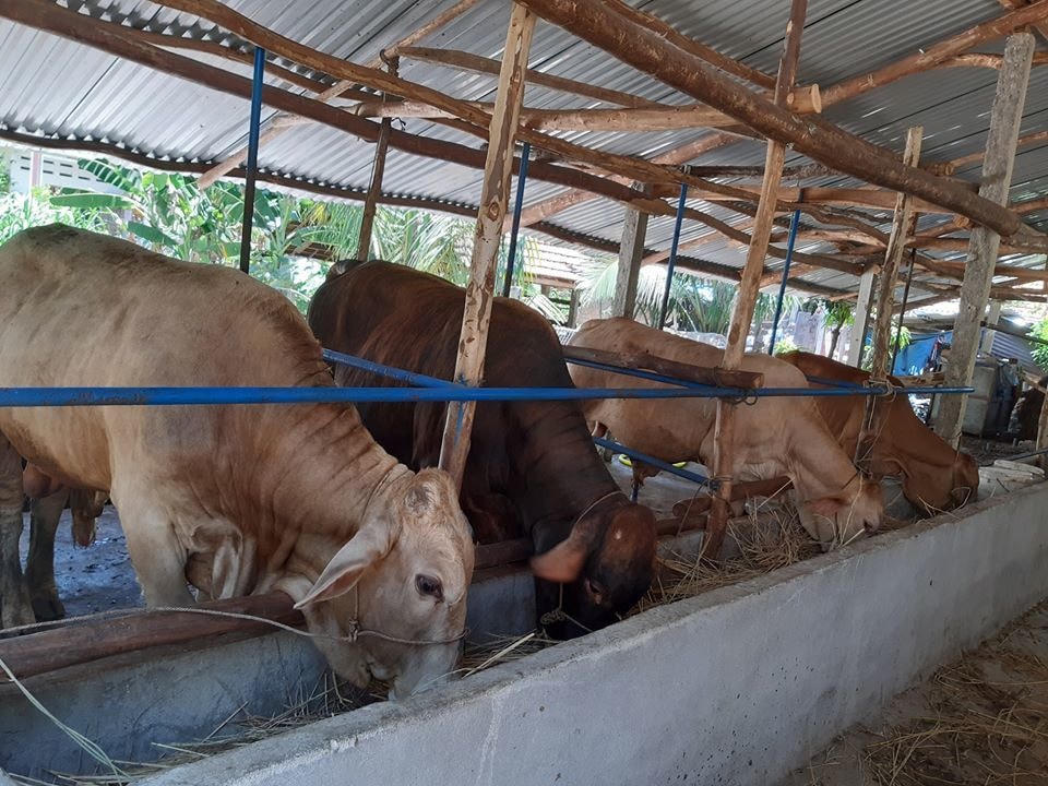 Mô hình chăn nuôi bò vỗ béo, tại huyện Sông Hinh.