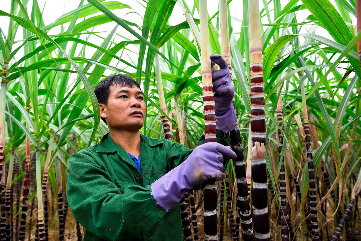 Chất lượng cây mía tím kém, là nguyên nhân chính dẫn đến tình trạng thương lái từ chối mua hàng.