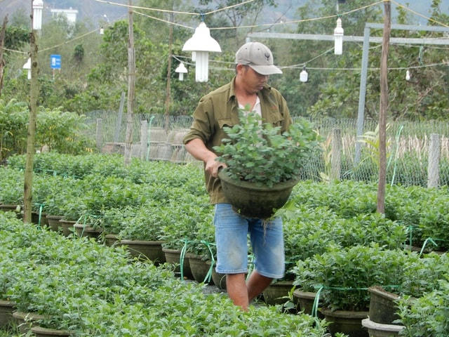 Các nhà vườn đang tất bật chăm hoa cho kịp vụ Tết.