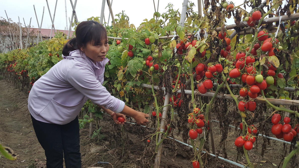 Ra ruộng vặt cà chua nhưng người nông dân này cũng chả biết sau đó dùng vào việc gì, bán thì không bán được.