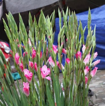 Hoa lay ơn.