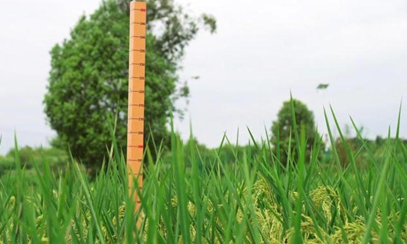 Chiều cao trung bình của cây lúa khổng lồ là 2 mét. Ảnh: Xinhua.