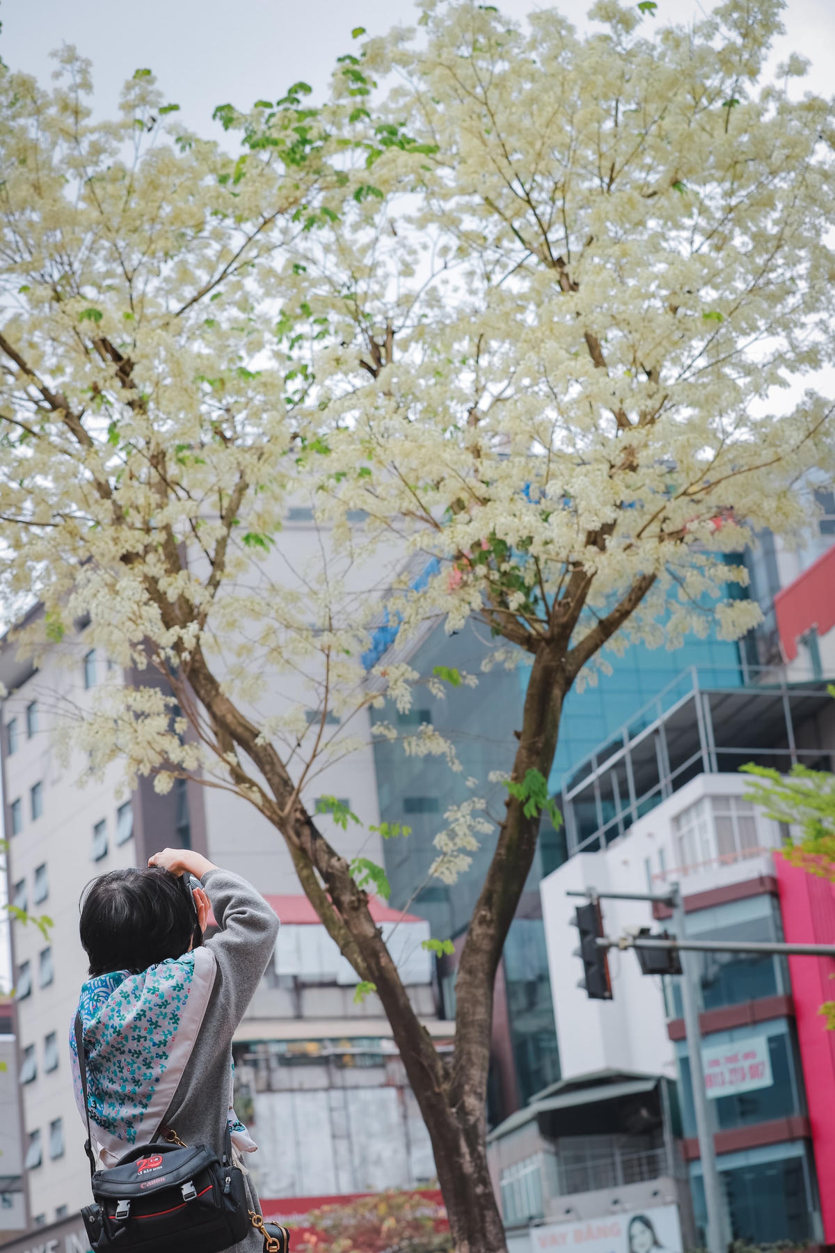 Hà Nội đẹp dịu dàng giữa màu trắng hoa Sưa 