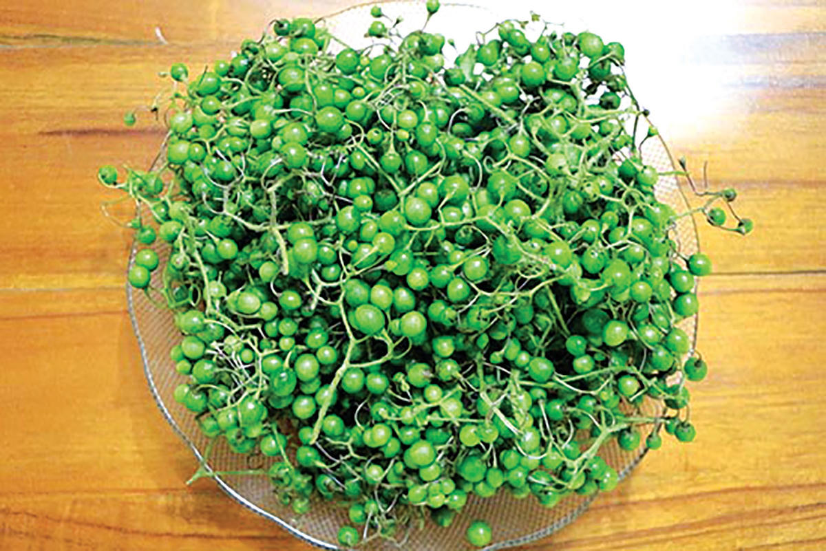 Quả mắc nhung.