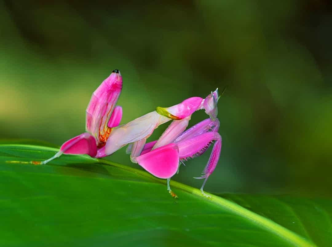 [ẢNH] Những động vật hoang dã sặc sỡ nhất trái đất
