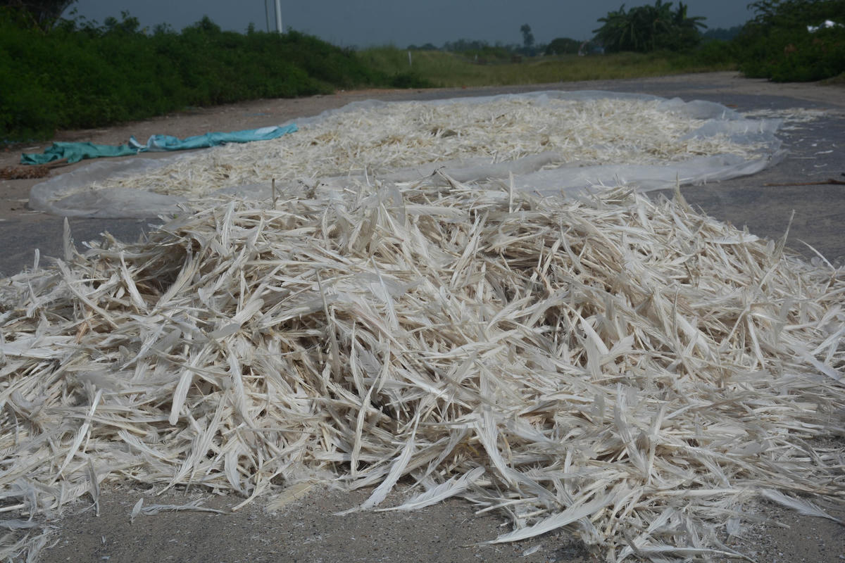 Mặt đường được người dân chọn làm nơi phơi lông vịt.
