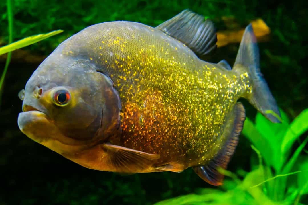 Cá Piranha nổi tiếng đáng sợ là có một trong những cú đớp mạnh nhất được tìm thấy ở các loài cá có xương. Hàng răng sắc như dao cạo ở cả hai hàm có thể xé xác con mồi thành từng mảnh trong vài phút.  