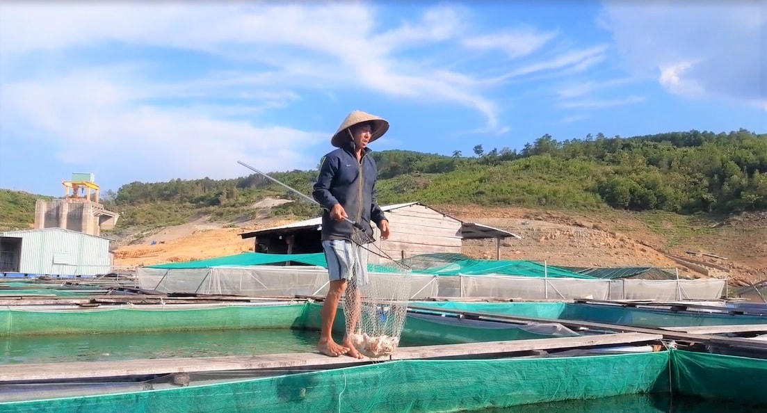 Ông Trần Văn Mạo xót xa nhìn cá nuôi trong lồng bị chết.