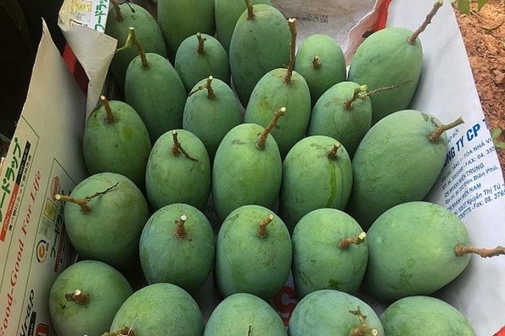 Xoài xanh được đưa vào thực đơn của nhà hàng tại Úc.