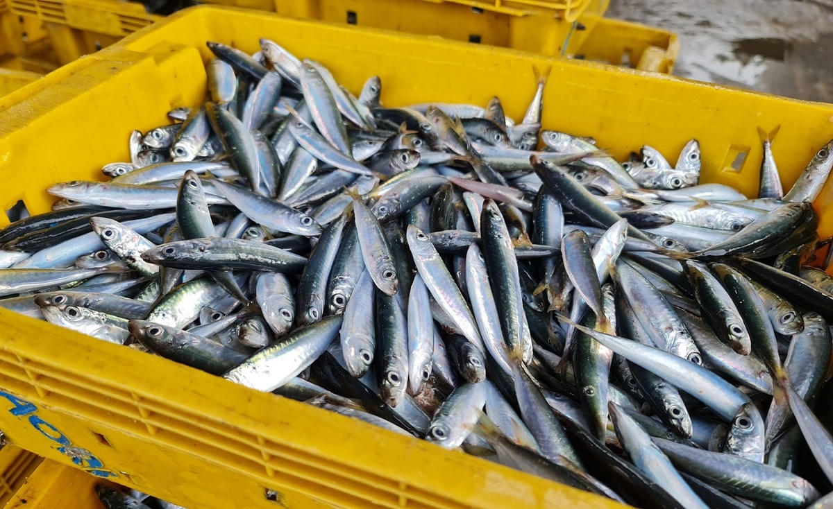 Cá nục tươi rói tại Cảng cá Tịnh Kỳ, xã Tịnh Kỳ.