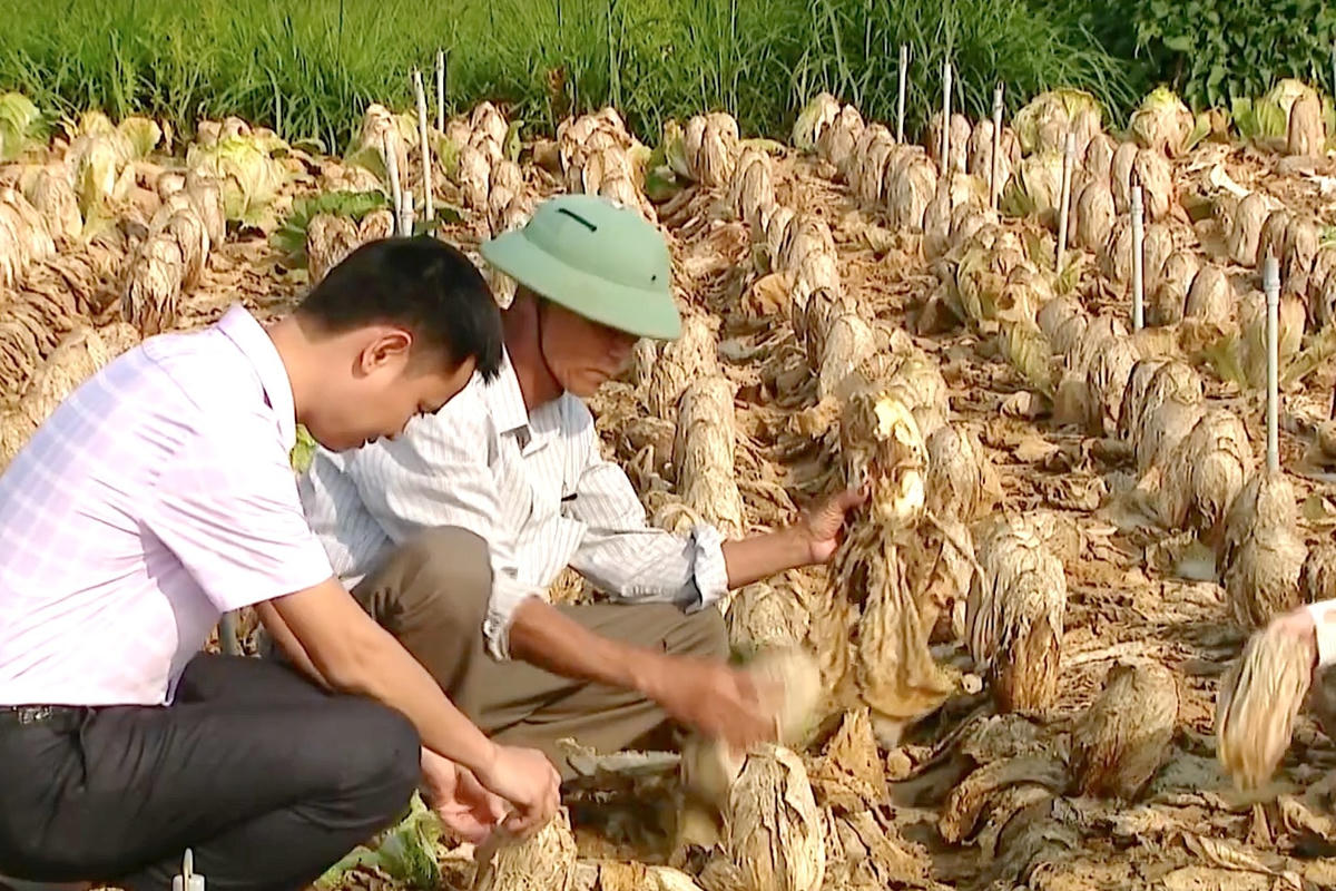 Một ruộng rau cải hư hỏng.