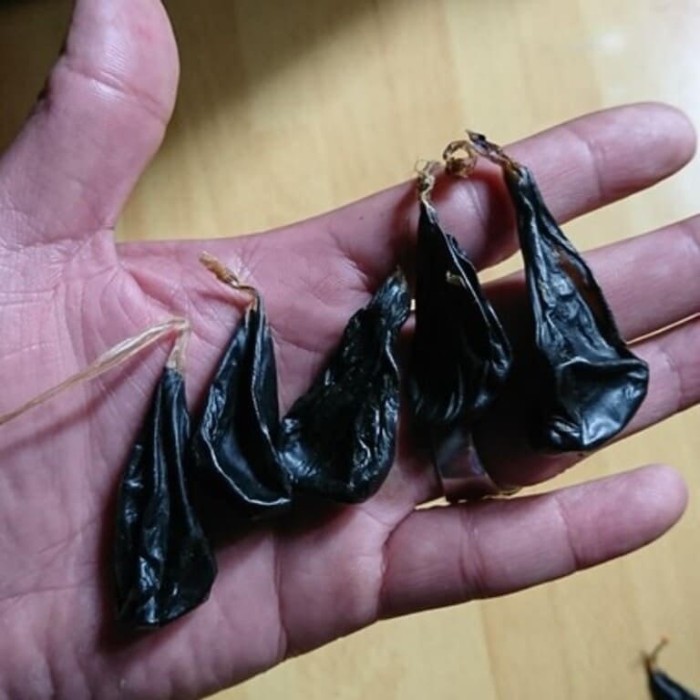 Mật khỉ (hình minh hoạ)