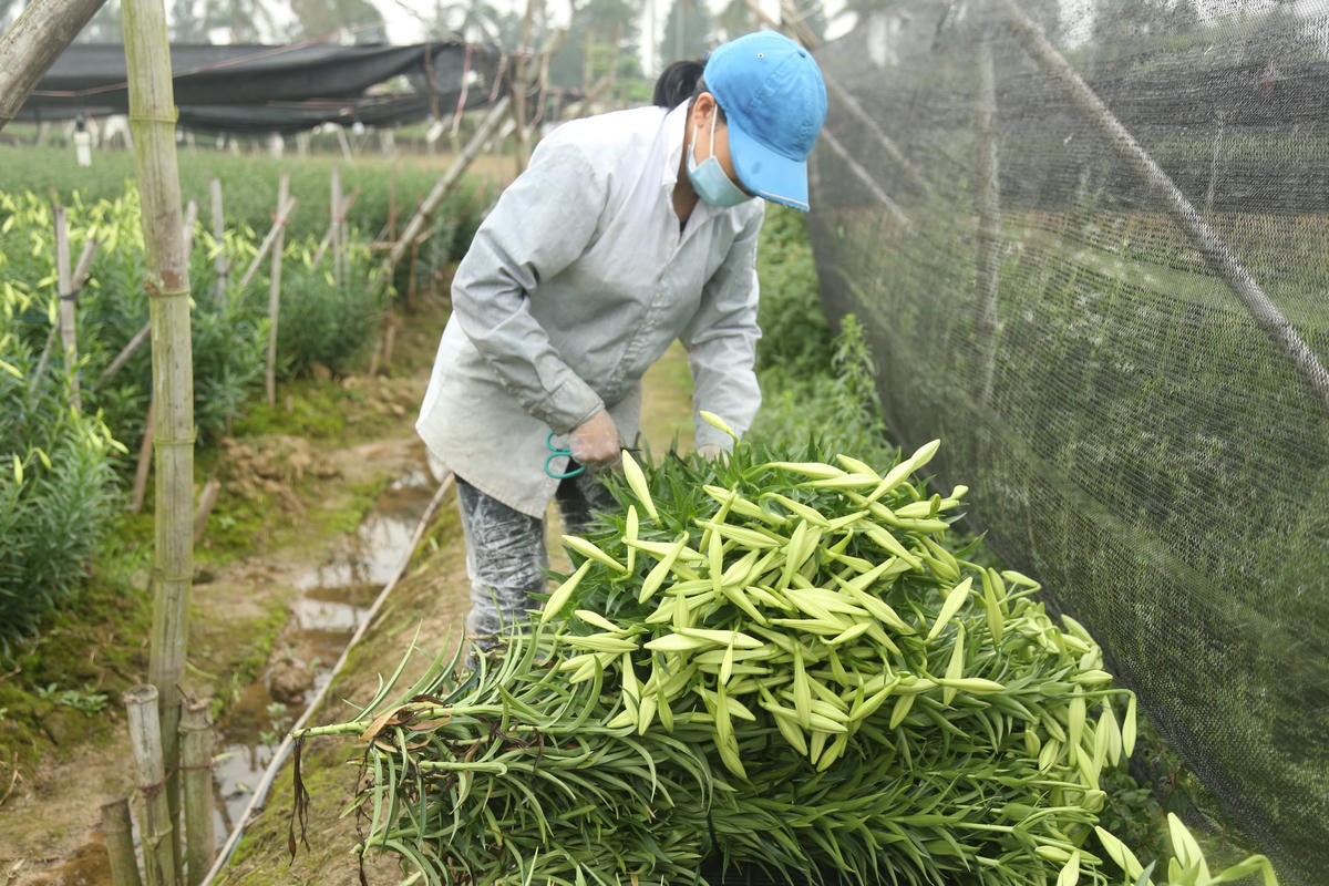 Người dân tất bật thu hoạch hoa loa kèn. Ảnh: L.A.