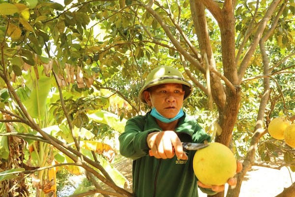 Thương hiệu bưởi Phúc Trạch đã được Cục Sở hữu trí tuệ (Bộ KH-CN) cấp giấy chứng nhận