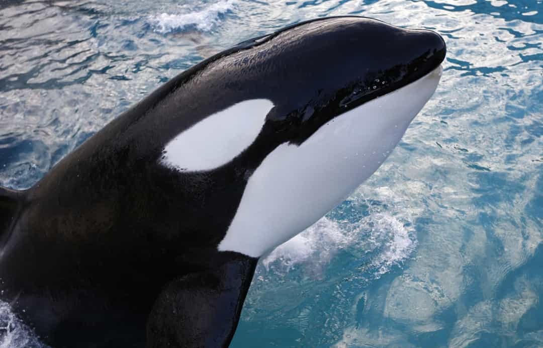 Cá voi sát thủ, còn được gọi là Orcas, là loài cá heo lớn nhất. Nhiệt độ đại dương tăng cũng đang làm thay đổi môi trường sống của một số loài, bao gồm cả cá heo. 
