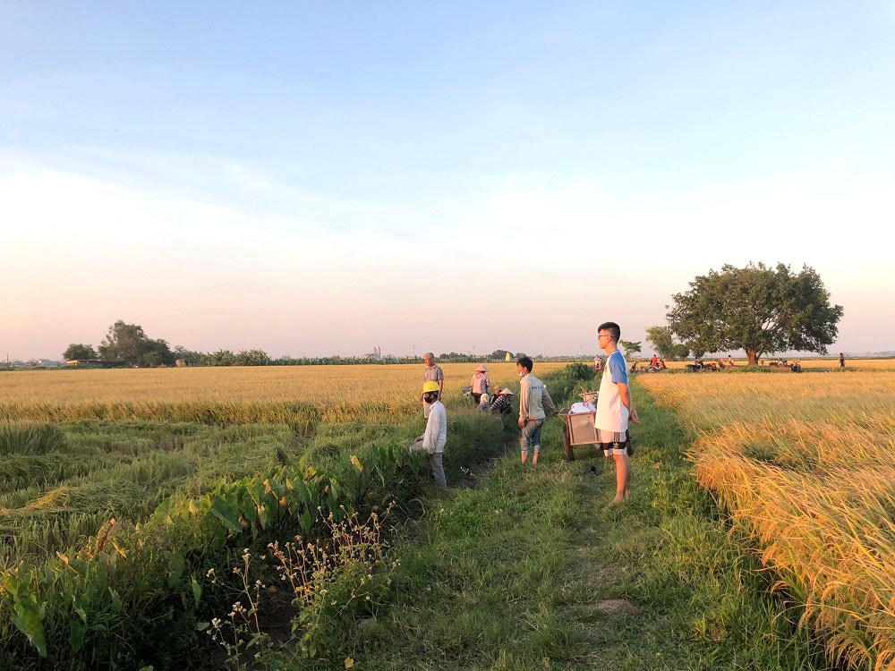 Mọi người đang chờ máy gặt đóng bao, sau đó vận chuyển lên xe mang về nhà. Nhờ có máy gặt, người nông dân chỉ cần chở thóc về mà không phải qua công đoạn tuốt lúa.  