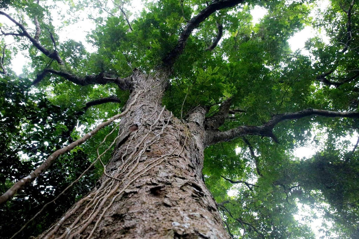 Trong đó, có những cây cao trên 10m, sần sùi, tỏa tán lá rộng hàng chục m2.