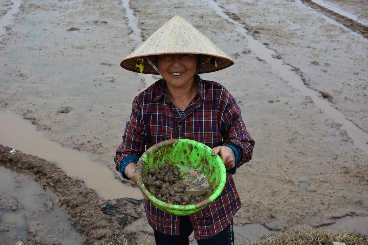 [ẢNH] Nam Định: Nông dân dầm bùn diệt ‘giặc’ ốc bươu vàng