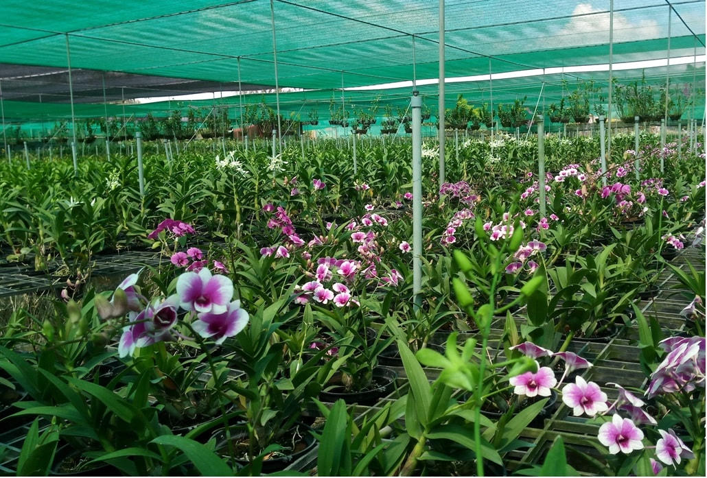 Khu vực trồng lan của HTX Hoa lan Việt, huyện Bình Chánh.