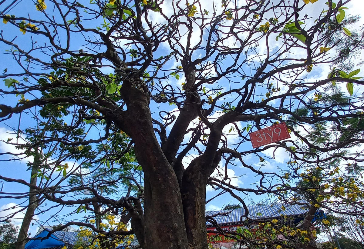 Chủ nhà vườn sở hữu “lão mai” cho biết, cây mai này có dáng trực cổ rất đẹp, có tuổi đời khoảng trên 150 năm. Lão mai này đã hội tụ đầy đủ các yếu tố cổ-kỳ-mỹ. Ảnh: Nguyễn Quốc.