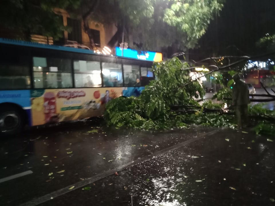 Một cây bị đổ trên tuyến đường xe bus chạy qua khiến giao thông tắc nghẽn.