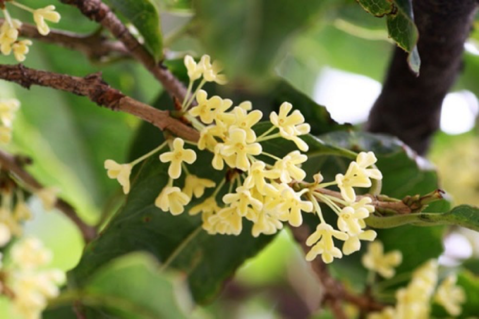Hoa cây Mộc Hương