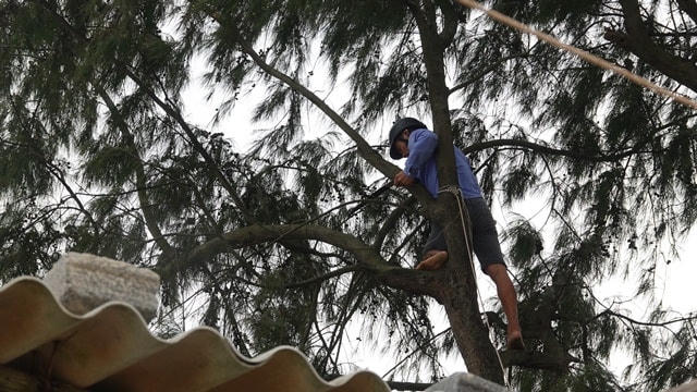 Người đàn ông cắt tỉa cành cây để tránh gãy đổ.