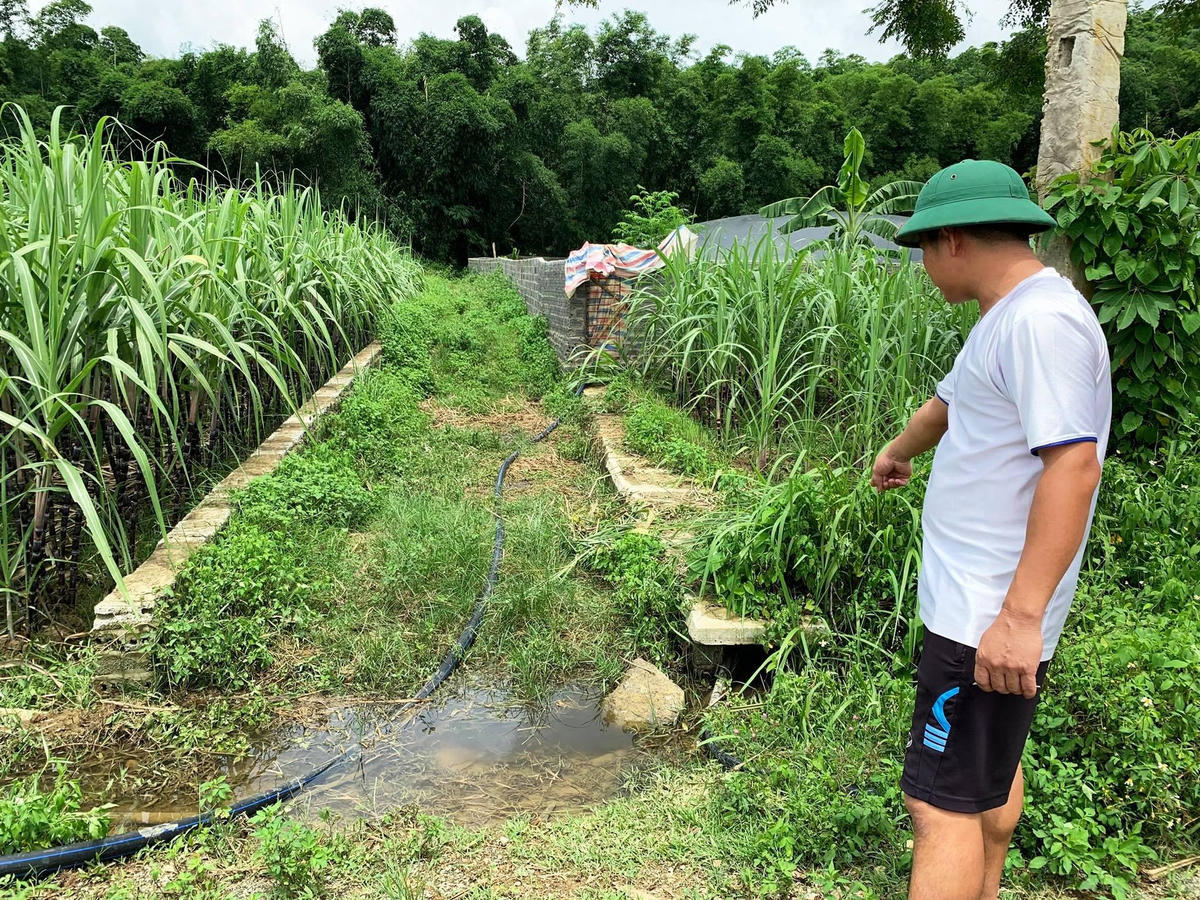 Trại lợn xả thải thẳng ra ruộng mía của người dân thôn Giàu Cả.