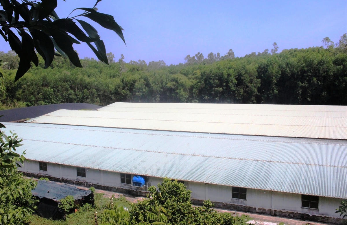 Một góc trang trại nuôi heo ở thôn Lý Trường