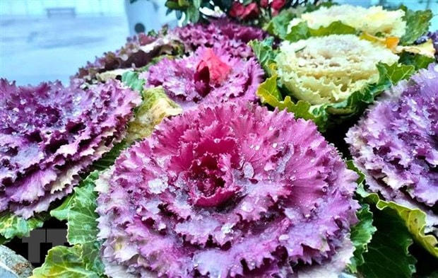 Băng tuyết phủ một lơp mỏng trên hoa và cây cỏ trên đỉnh Fansipan tạo khung cảnh rất đẹp. (Ảnh: Quốc Khánh/TTXVN).