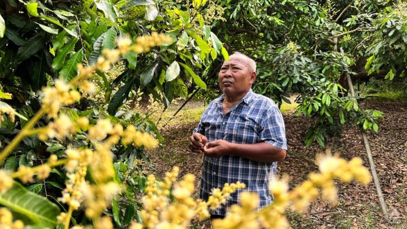Manas To-iam sẽ ủng hộ dự án nếu chúng mang lại nguồn nước ổn định hơn cho cây ăn quả của ông. Ảnh: CNA.