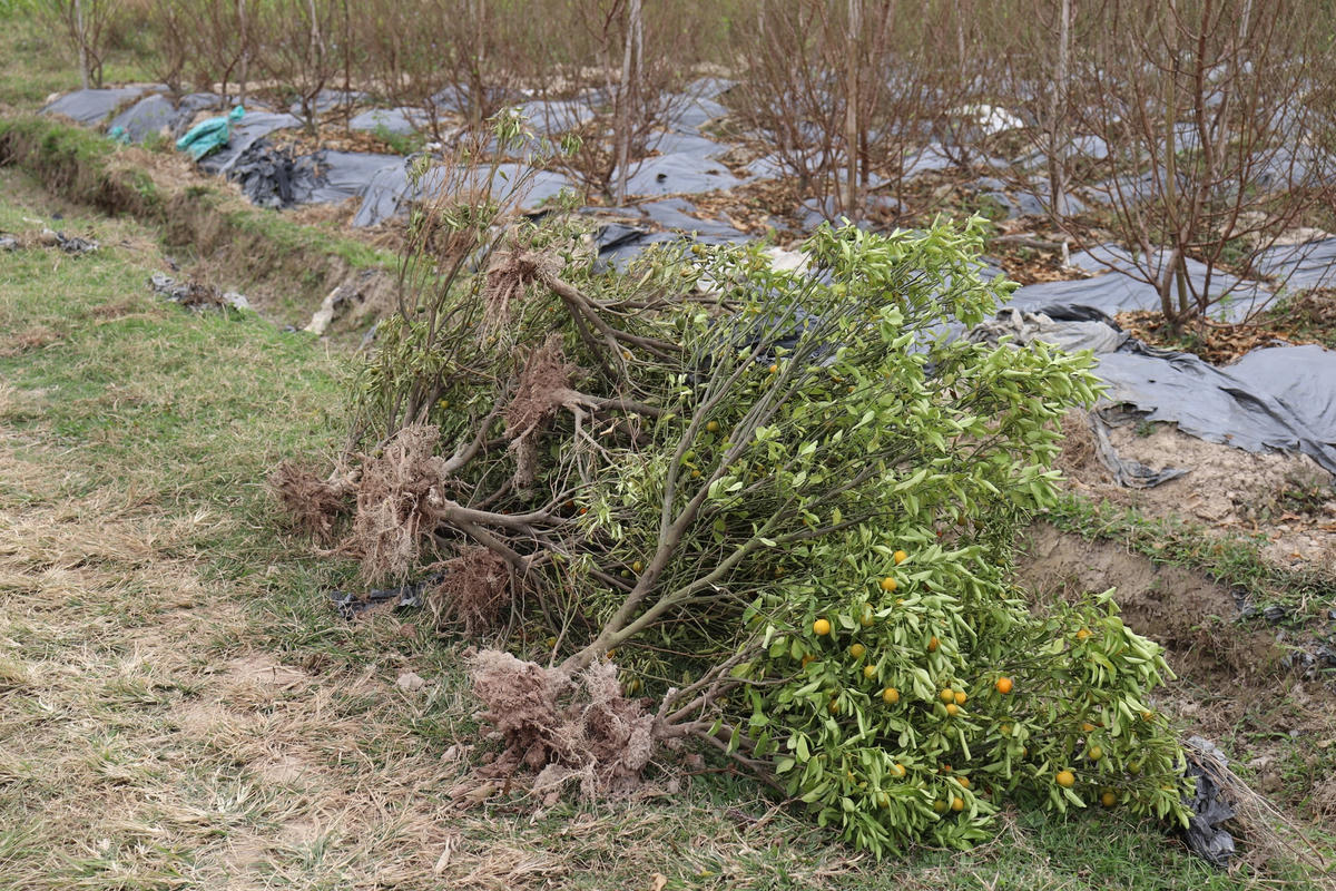 Những quả quất và cây quất quả đã chín, mẫu mã xấu sẽ được đem bỏ đi.