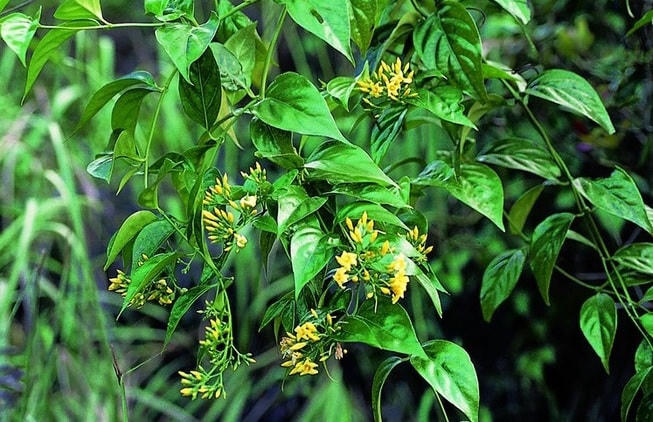 Chỉ vì số tiền 500 nghìn đồng, Phin đã đầu độc 5 người gia đình hàng xóm bằng lá ngón. Ảnh minh họa