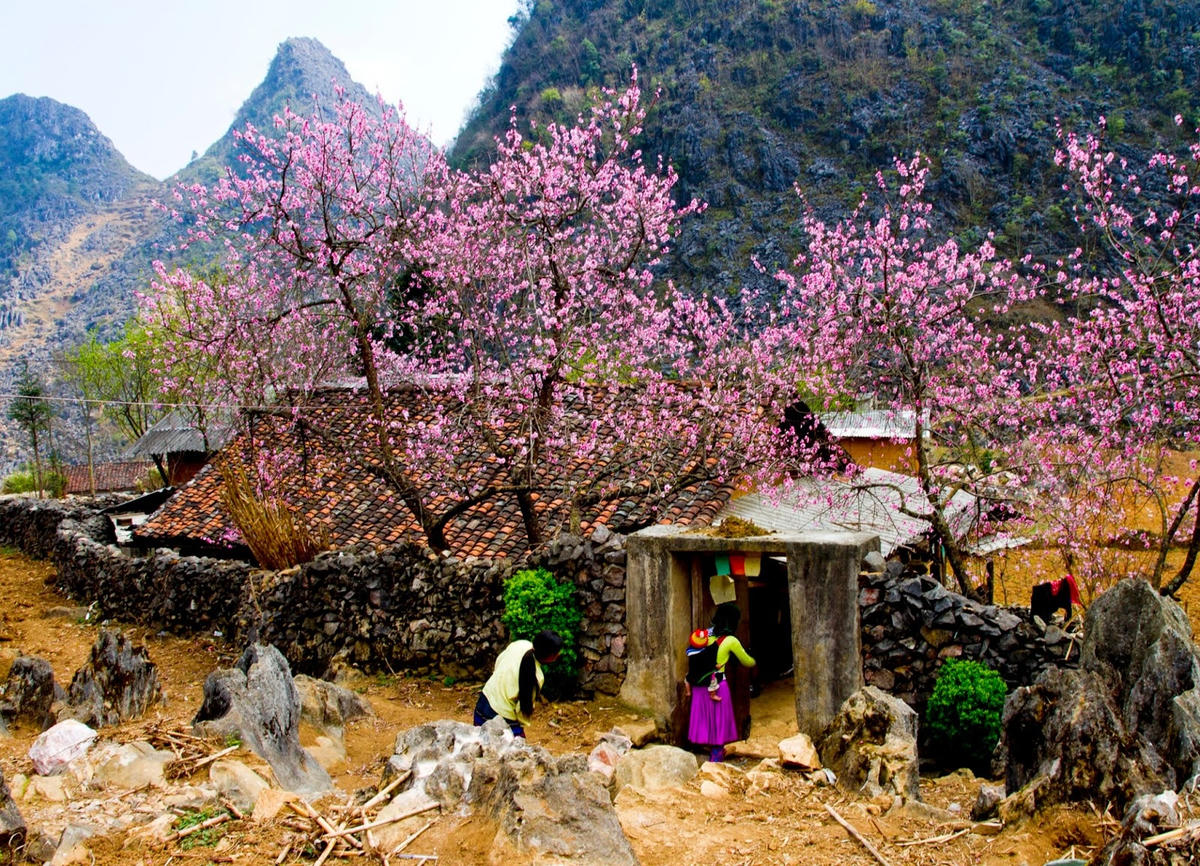 Mùa Xuân trên Cao nguyên đá Đồng Văn.