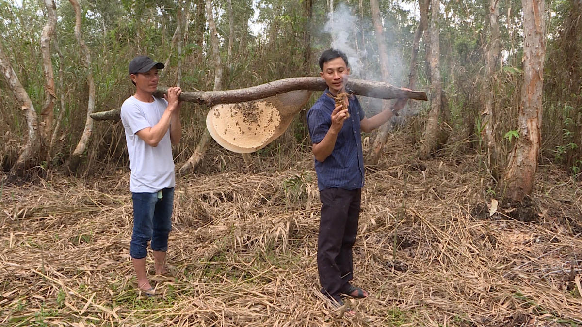 Ổ ong mật được anh Phạm Duy Khanh lấy ra từ rừng U Minh Hạ.