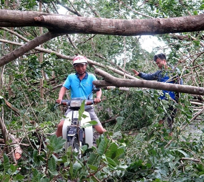 Bão quật đổ nhiều cây xanh chắn lối đi lại của người dân tại TP Quảng Ngãi. ( Ảnh: Lê Ngọc Phước/ TTXVN).