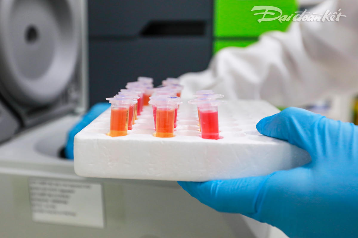 Các mẫu bệnh phẩm sau khi xử lý bất hoạt virus sẽ được nhân viên y tế thực hiện công đoạn tách chiết.