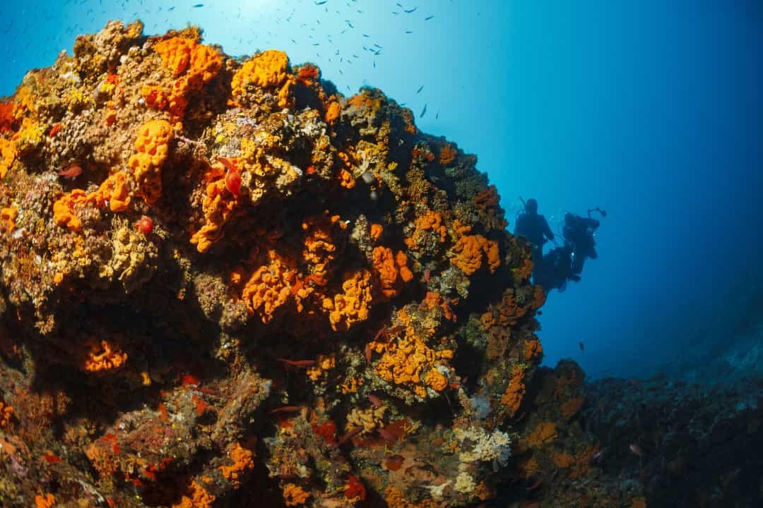 Fiji được mệnh danh là thủ đô san hô mềm của thế giới. Những rạn san hô này có san hô với nhiều màu sắc khác nhau và nhiều loài sinh vật biển như cá đuối, cá mập đầu búa, và những loài khác.  