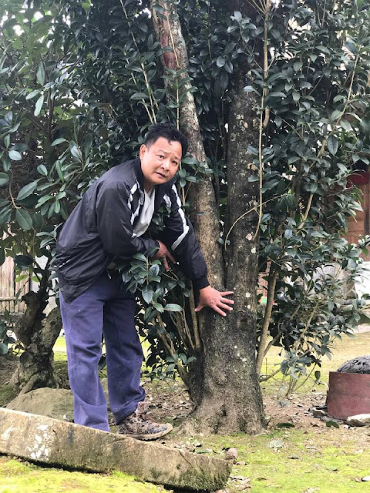 Ông Lê Minh đứng đo cây Mộc Hương trăm tuổi.