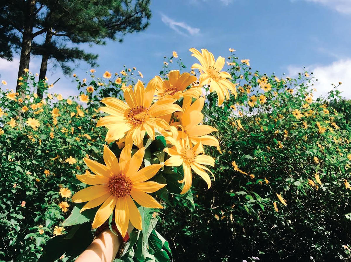 Hoa dã quỳ kiêu sa và hoang dại.