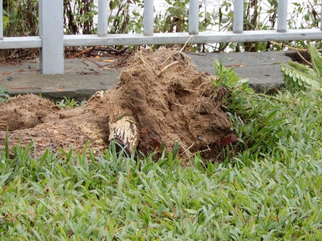 Đà Nẵng: Nhiều cây xanh bật gốc, người dân ra biển bắt cá sau bão