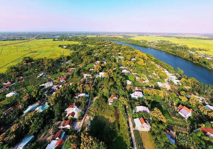 Cả một vùng quê tràn ngập hoa sưa.