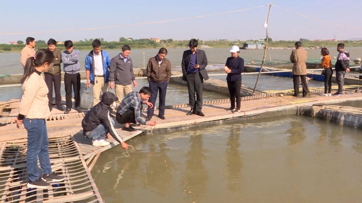 Nuôi cá tầm trên sông bước đầu mang lại gia trị kinh tế cao( ảnh lồng cá của ông Hoàng Huy Tập tại thôn Đồng Đoái, xã Đại Đồng Thành, huyện Thuận Thành).