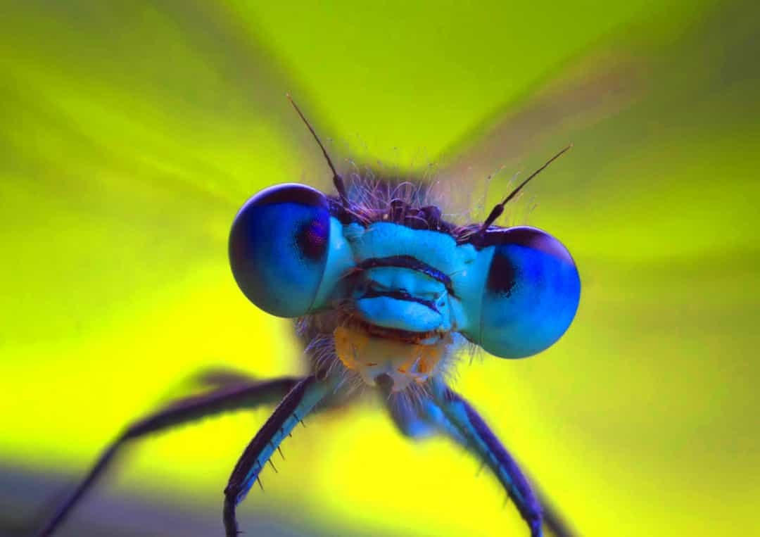 Đôi mắt óng ánh rực rỡ như chiếc gương của loài chuồn chuồn có thân màu kim loại.  