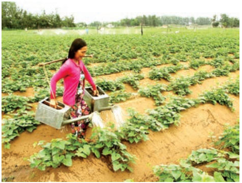 Người dân Trà Vinh trồng hoa màu tăng thu nhập.