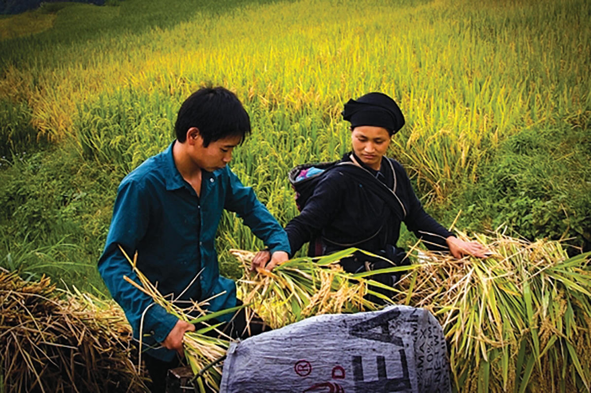 Mùa thu hoạch lúa.