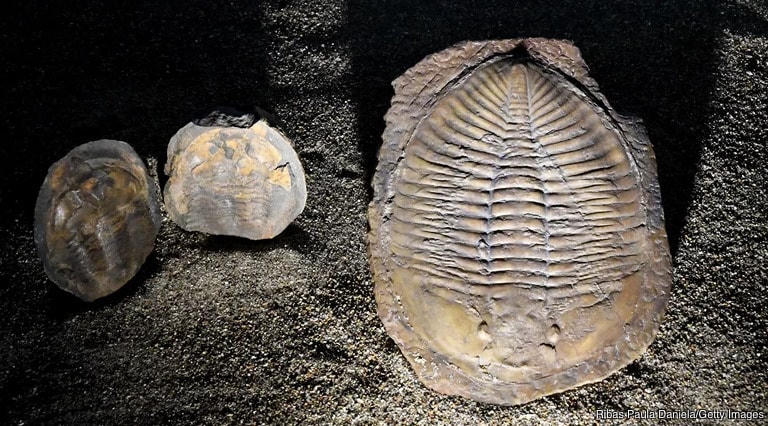 Bí ẩn về 11 cuộc đại tuyệt chủng trên Trái Đất, tiên đoán về sự kiện thứ 12