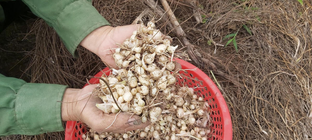 Mặc dù hành tăm tại đây đã đạt chuẩn VietGap, nhưng do cung vượt cầu nên khó tiêu thụ.
